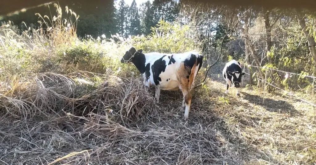 拯救奶牛尤里安娜背景故事_拯救奶牛_拯救奶牛猫